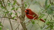 Close-Up Of A Red Cardinal On Branch, 4K Stock Footage