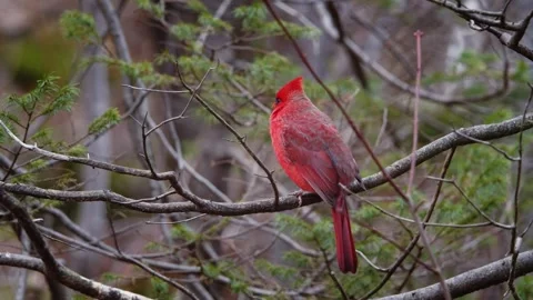 Close-up of red cardinal perching on branch in a park in Nova Scotia, Canada. Stock Footage 271405203