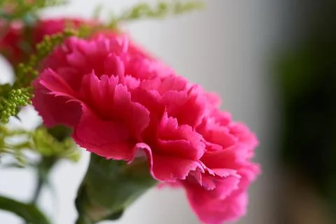 Close-up of the red carnation Stock Photos