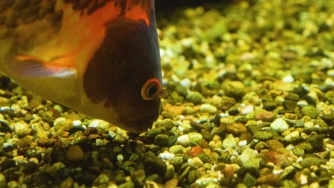 Close up of red carp Stock Footage 143218801