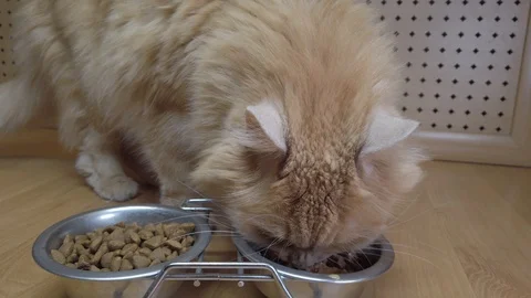 A close-up of the red cat eating the food from the bowl. Feeding a pet Stock Footage 123795400