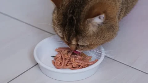 Close-up of red cat eating fresh canned food from a bowl on the floor. Stock Footage 270404229