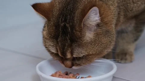 Close-up of red cat eating fresh canned food from a bowl on the floor. Vídeo Stock 271221630