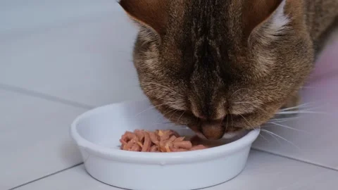 Close-up of red cat eating fresh canned food from a bowl on the floor. Vídeo Stock 274891178