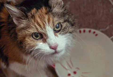 Close-up of the red cat, in the kitchen, hungry, serious look up Stock Photos