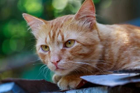 Close-up of a red Cat looking at the camera Stock Photos