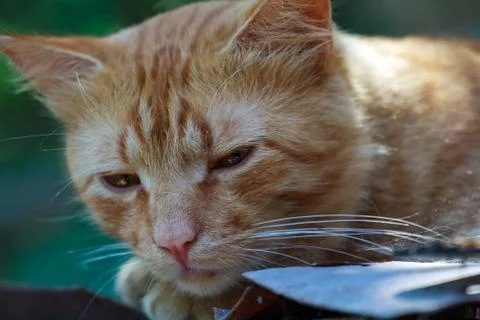 Close-up of a red Cat looking at the camera Stock Photos