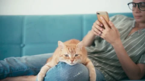 Close-up of a red cat relaxing while lying on his owner's knee. Stock Footage 134712326
