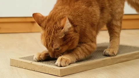 Close-up of red cat sharpens its claws on cardboard scratching post in slow mo Stock Footage 293279953