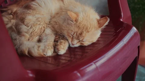 Close up of red cat is sleeping on the chair outdoors on a sunny day domestic Stock Footage 102748602