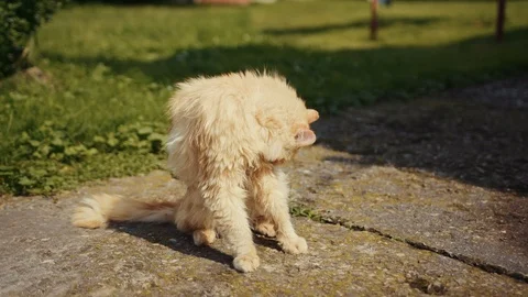 Close up red cat is washed on a sunny day outdoors domestic pet red funny kitten Stock Footage 102749314