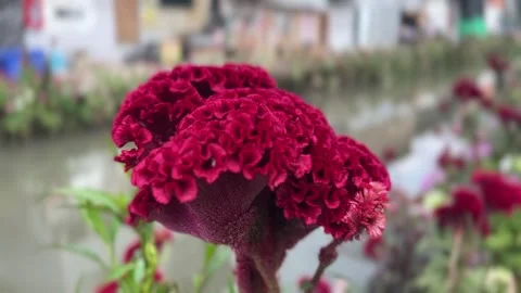 Close-up red Celosia flower blooming by riverside Stock Footage 314098085