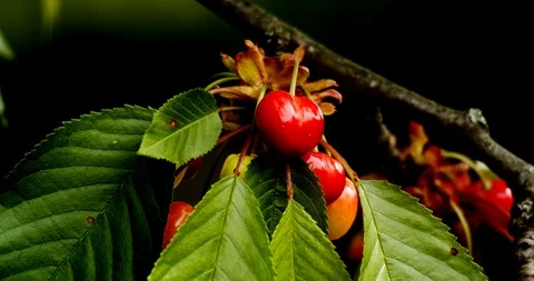 Close up of red cherries on their tree. Stockbeeldmateriaal 130012029