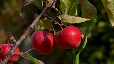 Close Up Red Cherry Apples On A Branch Stock Footage 79659957
