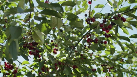 Close up red cherry ripened in the rays of the spring sun Stock Footage 237911526