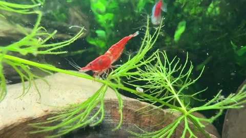 Close-Up of Red Cherry Shrimp in Aquarium Stock Footage 280551593