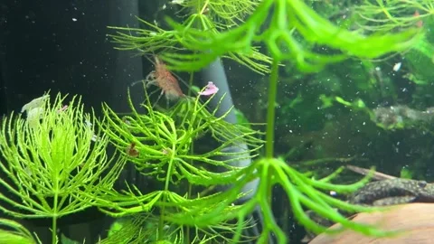 Close-Up of Red Cherry Shrimp in Aquarium Stock Footage 280551806