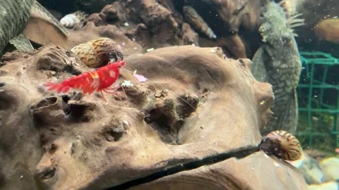 Close-Up of Red Cherry Shrimp in Aquarium Stock Footage 280551814