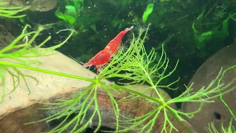 Close-Up of Red Cherry Shrimp in Aquarium Stock Footage 280552006