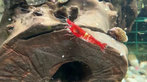 Close-Up of Red Cherry Shrimp in Aquarium Stock Footage 280552016