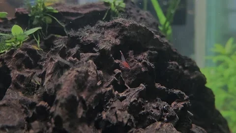 Close-Up of Red Cherry Shrimp Feeding on Natural Biofilm Video stock 322800224