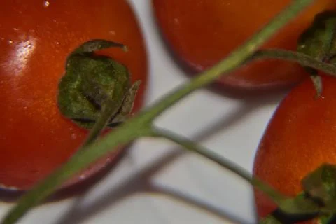Close up of red cherry tomatoes background Stock Photos