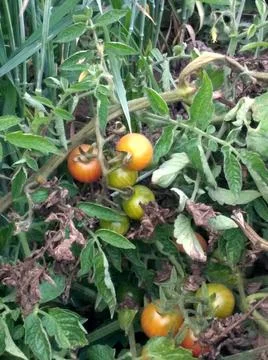 Close up red cherry tomatoes hanging on trees in greenhouse selective focus, Stock Photos