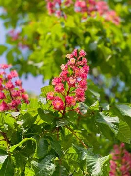 Close-up of red chestnut flowers on a tree against a background of branches a Stock Photos