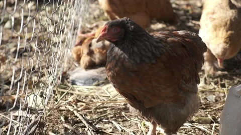 Close-up of a red chicken with poor plumage Stock Footage 163915794