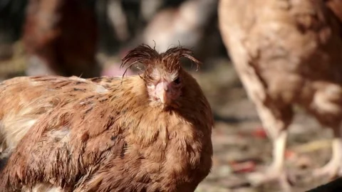 Close-up of a red chicken with poor plumage Stock Footage 163920828