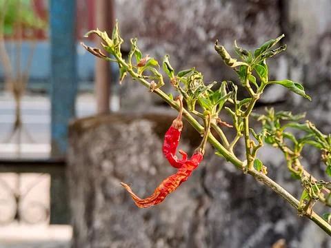 Close-up of Red Chili Peppers Hanging on a Branch with Textured Background Stock Photos