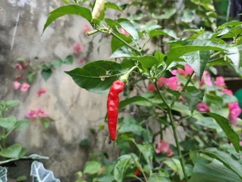 Close up red chilli pepper plant in organic farm outdoor, agriculture concept. Stock Footage 220331095