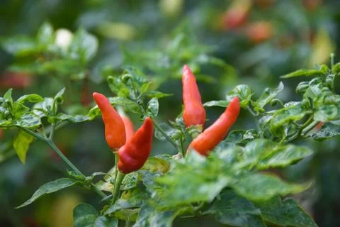 Close up of Red chilli on a tree, green chilis grows in the garden. Focus sel Stock Photos