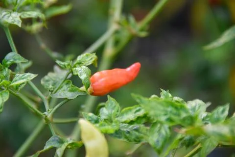 Close up of Red chilli on a tree, green chilis grows in the garden. Focus sel Stock Photos