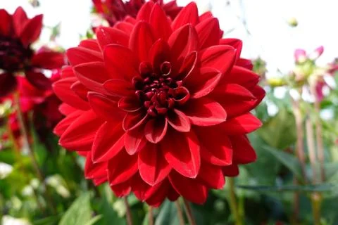 Close up on red chrysanthemum Stock Photos