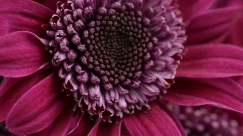 Close-up red chrysanthemums with blur background Stock Footage 122153611