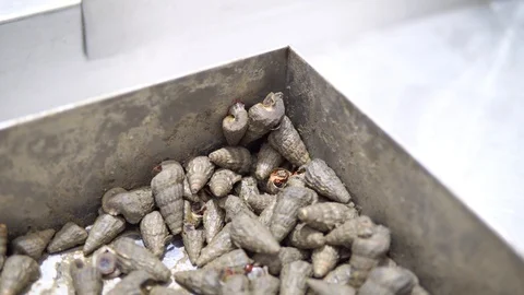 Close up of Red chut-chut snails (Cerithidea obtusa). Stock Footage 98651611