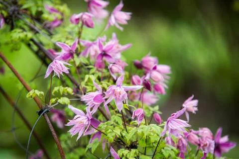 Close up on red clemantis flower Foto stock
