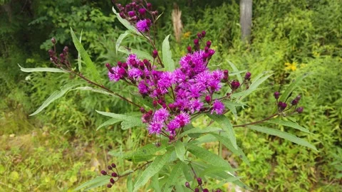 A Close Up of a Red Clover Wildflower Stock Footage 158961645