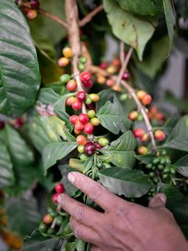 Close up of red coffe beans growing Stock Photos