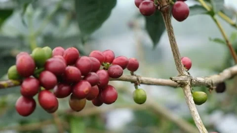 Close up of red coffee beans on a coffee plantation Stock Footage 270310565