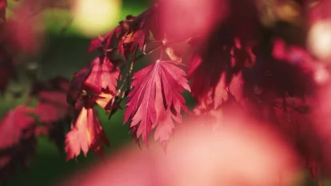 Close up of red colored leaves under the bright sun Video stock 154672418