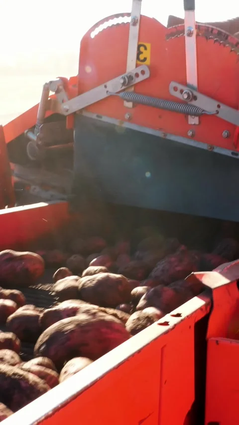 Close-up. Red colored potato harvester, digs up and places potatoes on conveyor Stock Footage 307417254
