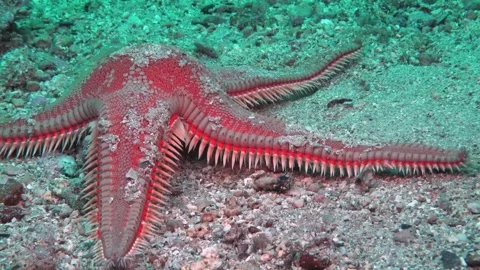 Close-Up of Red Comb Starfish Stock Footage 315127714