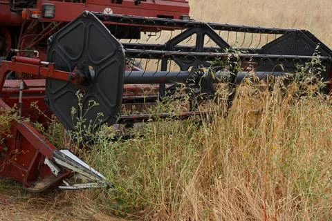 A close-up of a red combine's drum in a wheat field. Stock Photos
