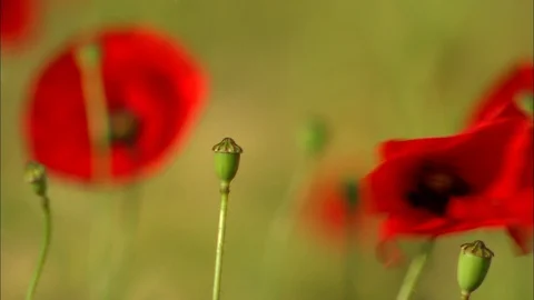 Close up of Red Common Poppies gently blowing in wind Video stock 95603045