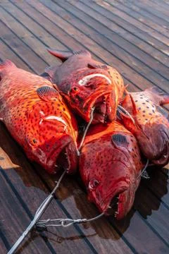 Close-up of red coral grouper on the deck. Stock Photos