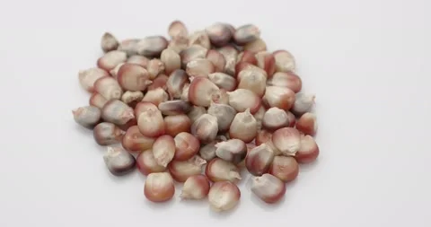 Close up of red corn rotating isolated on white background Video stock 151682927
