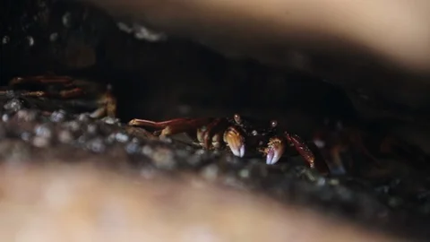 A close up of a red crab that is hiding in the crack of the rock Stock Footage 104858713