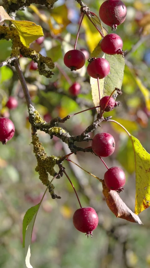 Close-up of red crabapple clusters swaying on lichen-covered branch in autumn li Stock Footage 345676331